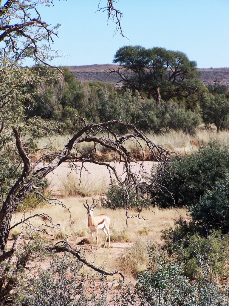 The terrain in Namibia is varied. In some parts shooting distances can be short while fairly long shots (up to 250m) are common in other parts.
