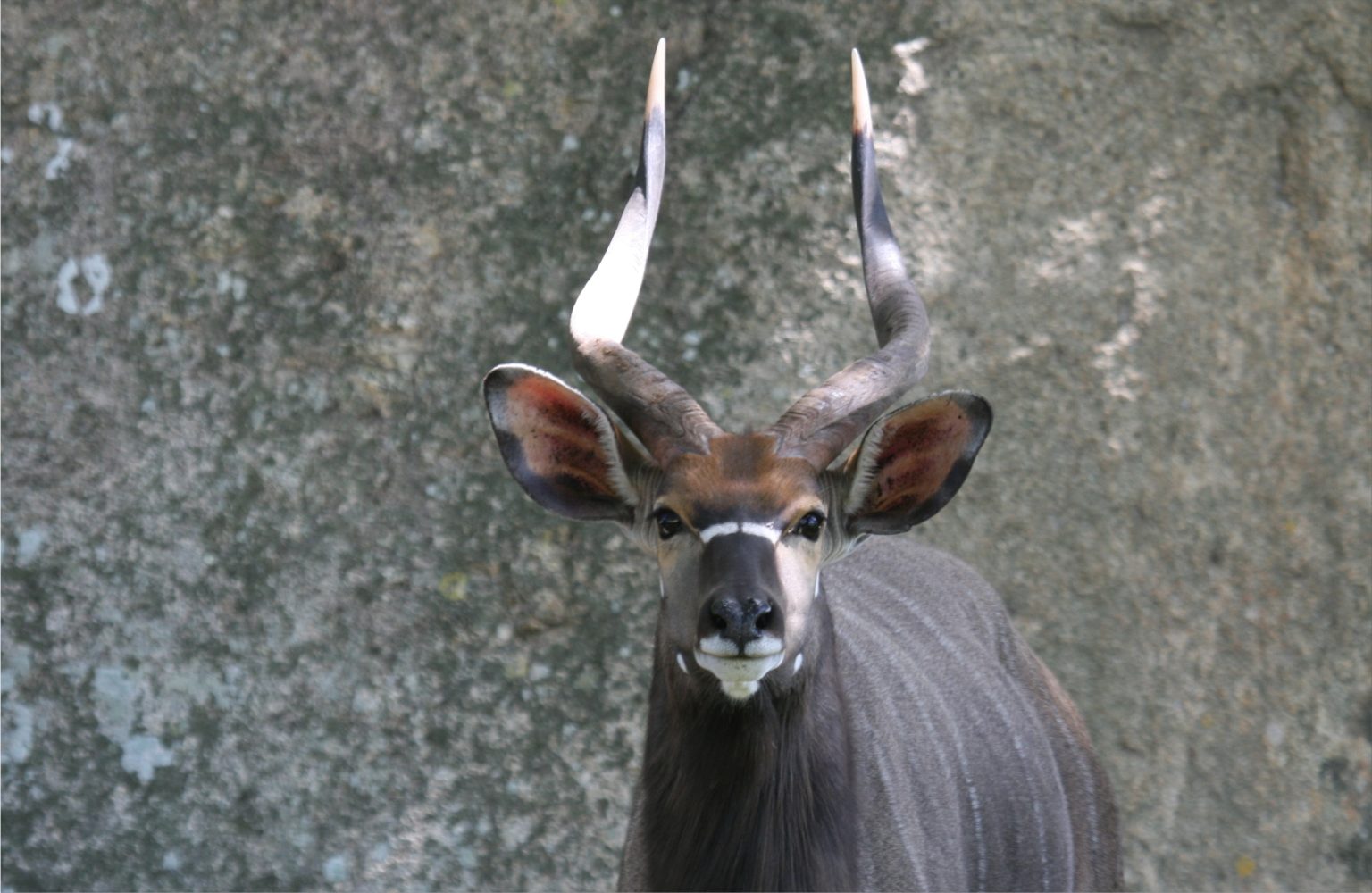 Bowhunting the Nyala – African Expedition | The savage continent is waiting