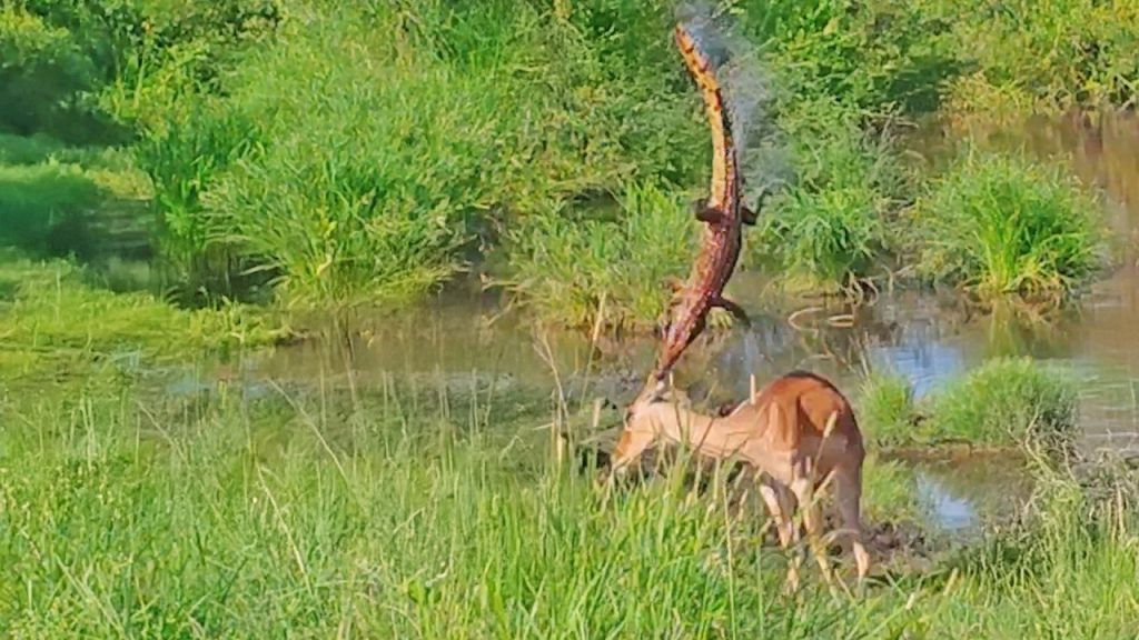 Crocodile Ambush Goes Terribly Wrong - For the Crocodile