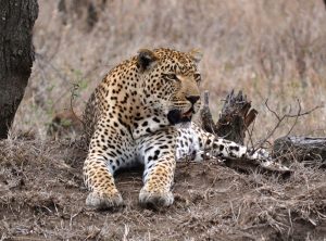 leopard001-300x222.jpg