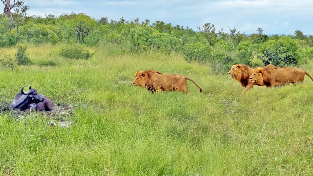 Three male lions approaching a buffalo in the mud