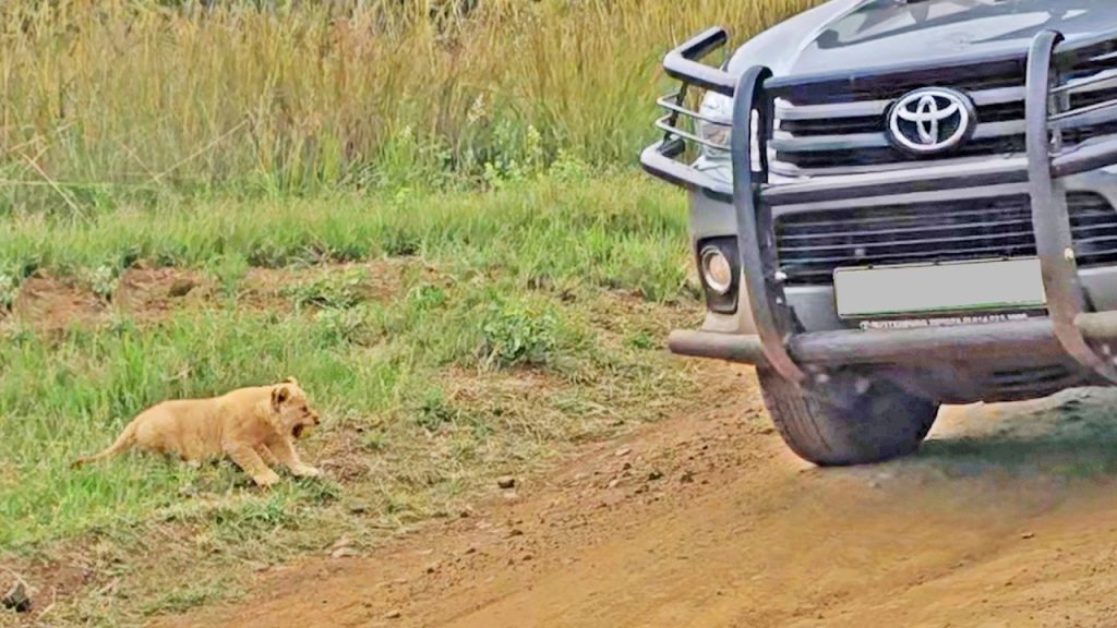 Lion cub roaring for its mother