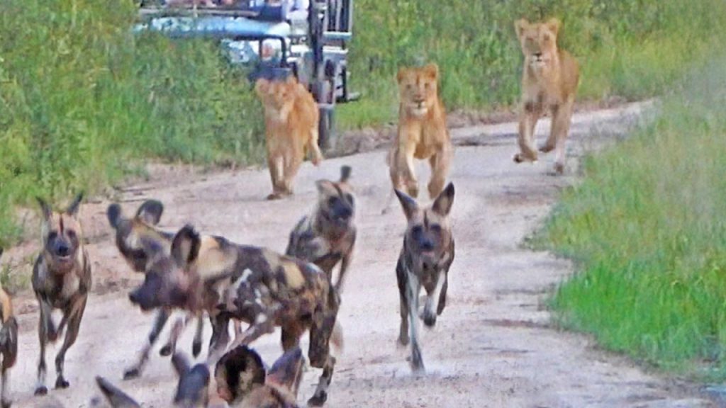 Wild dogs encounter a pride of lions in MalaMala Game Reserve
