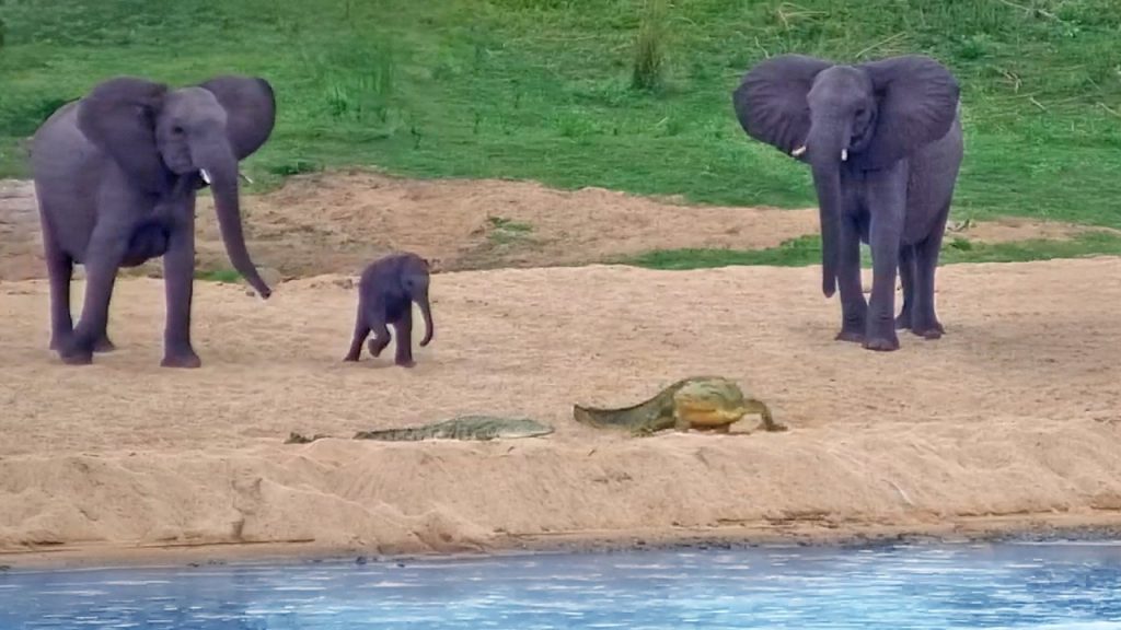 Elephant herd panics as crocodiles move near them at watering hole