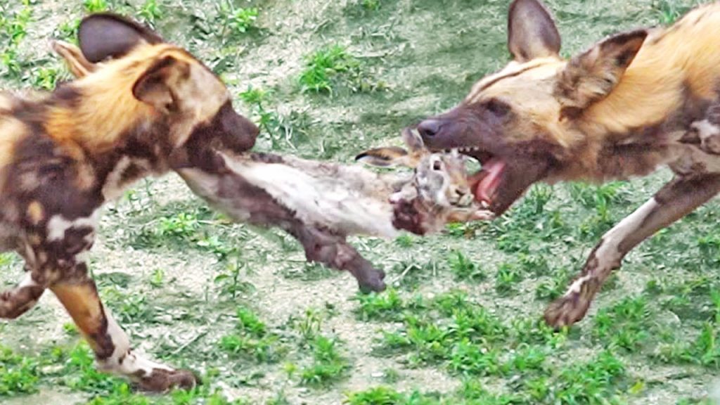 Wild Dogs Tear Bunny in Half - Latest Sightings