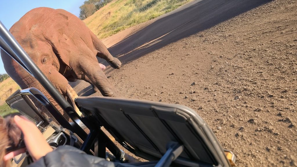 Calm Elephant Bull Turns Aggressive in a Second - Latest Sightings Wildlife Video