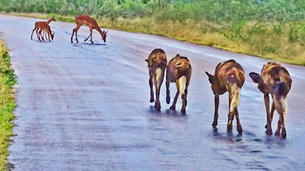 Wild dogs approaching impalas at watering hole