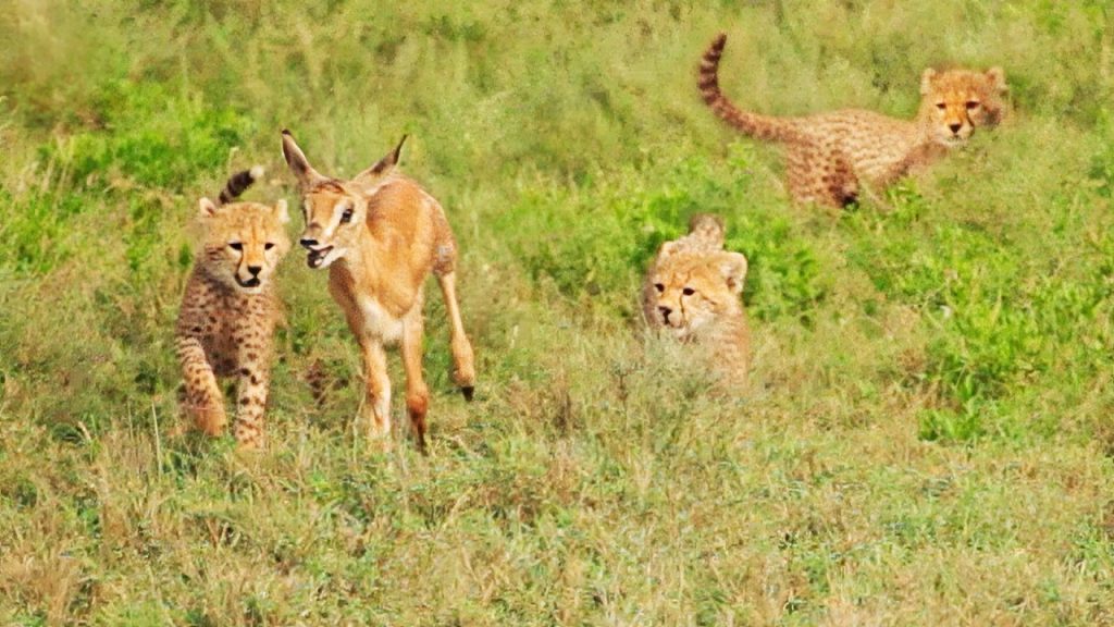 5 Tiny Cheetah Cubs Team Up to Catch Tiny Buck Without Mother Five young cheetah cubs working together to hunt a small buck in the Serengeti