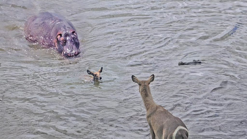 Hippo rescuing baby antelope from crocodile in water