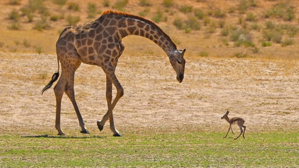 Baby springbok following a giraffe thinking it is its mother