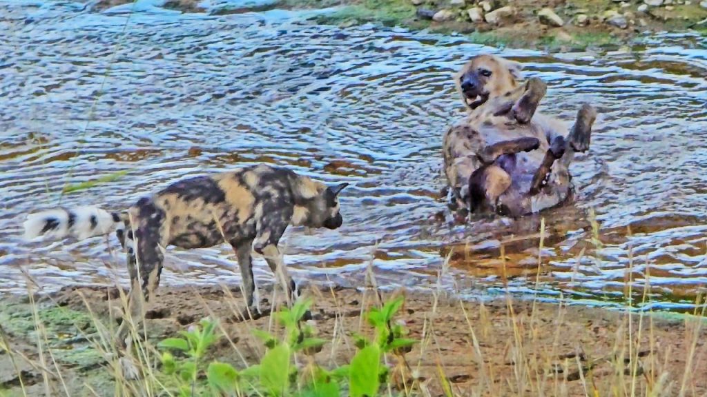 Angry wild dogs attacking a hyena in water