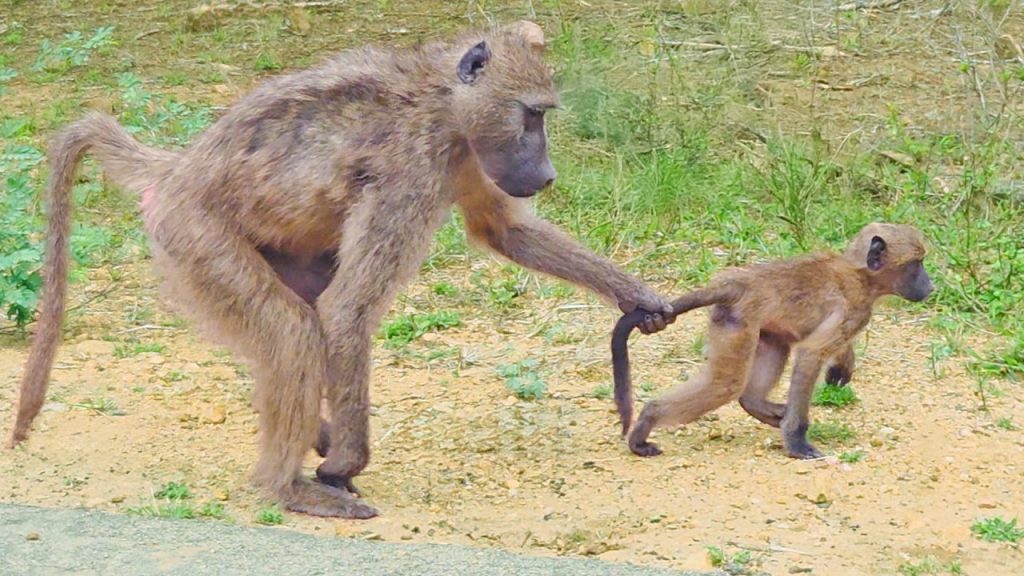 Baboon mother holding baby baboon by tail