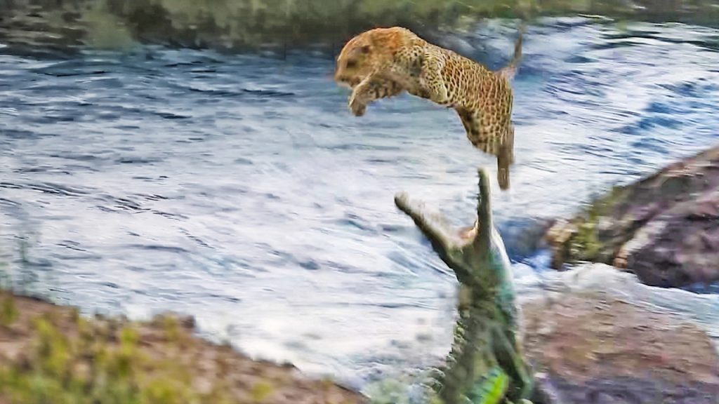 Crocodile attacking leopard from water
