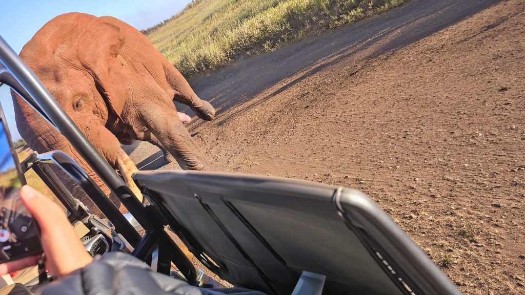 Calm Elephant Bull Turns Aggressive in a Second - Latest Sightings