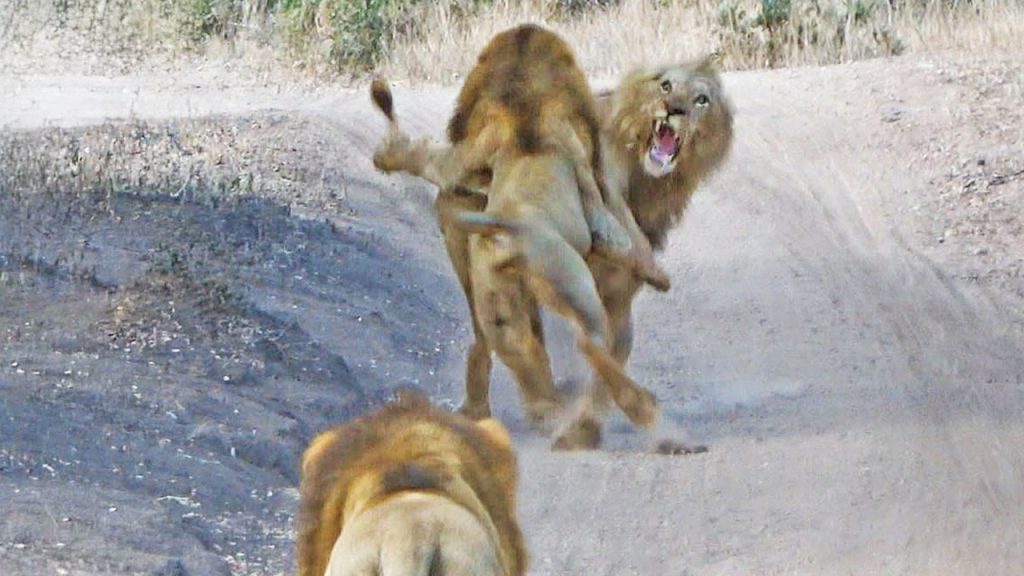 Lions Surprise Rival and Attack Him From Behind Male lion attacked by rival lions from behind