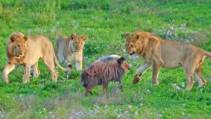 A lone bushpig cornered by five young lions, fighting back with its tusks