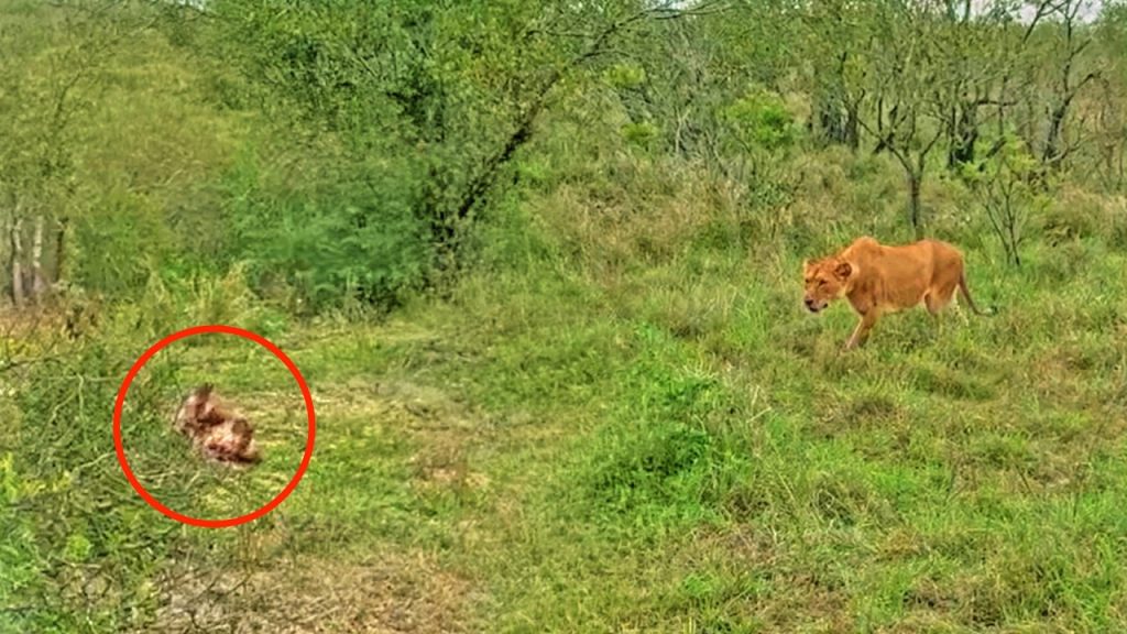 Lions ambush wild dog pack in dramatic wildlife encounter