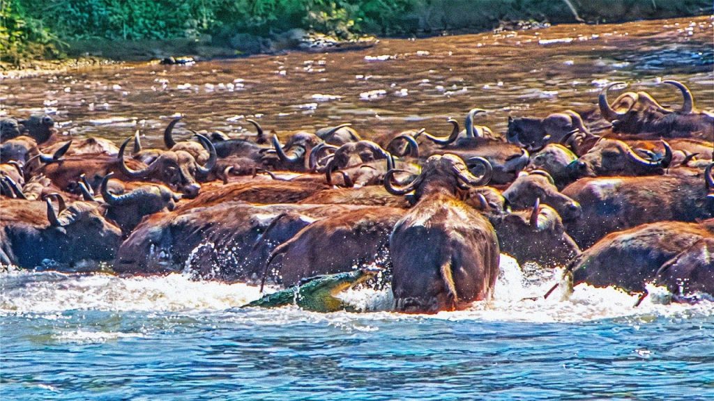 Crocodile Goes After 100s of Buffaloes and Gets Trampled Massive crocodile attempting to catch buffalo in the Crocodile River