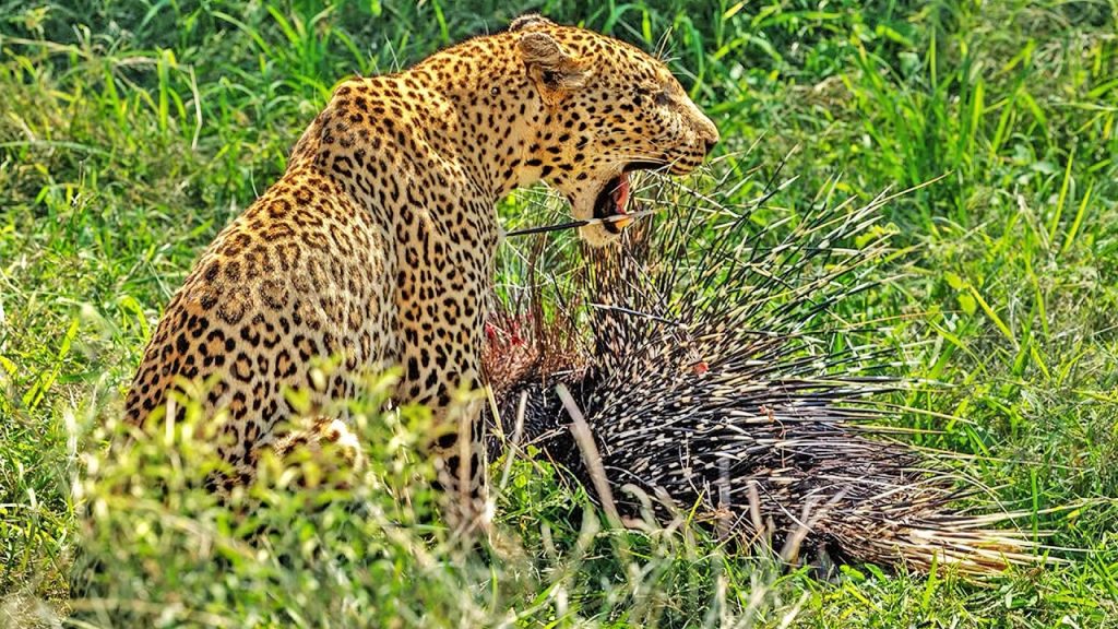 Leopard with porcupine quills embedded in its face and body after attempting to hunt a porcupine