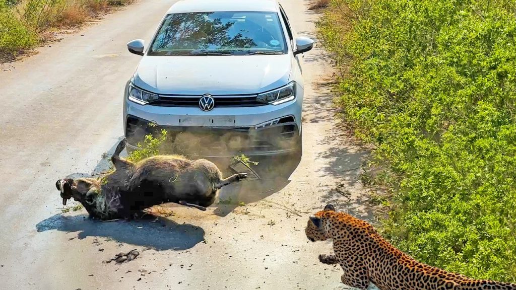 Warthog colliding with VW vehicle while escaping from leopard