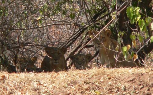 11. October - Lioness pride in Chewore