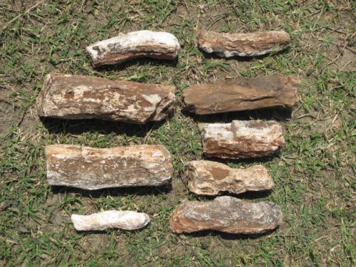 18. What we believe to be dinosaur bone fossils