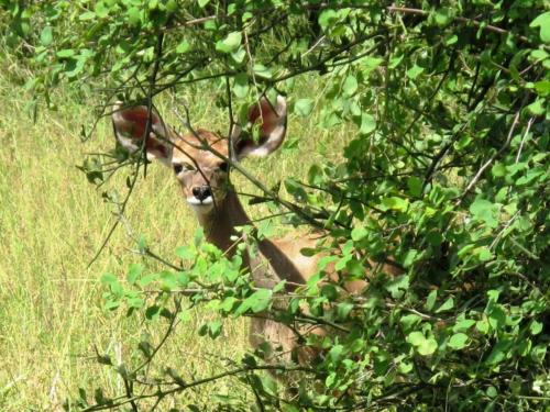 3. February - Curious kudu calf