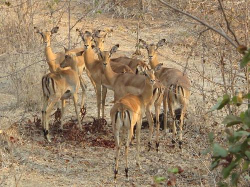 6. May - Impala ewes at Tashinga, Matusadona National Park